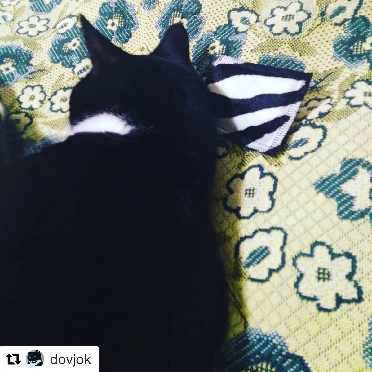 purrboxes's tweet photo. Purrfect #Caturday photo 😻🎁What did your cat think of the @4catsGmbH pillow? 🐾
#catsoftwitter

#Repost dovjok with get_repost
・・・
Evening with #catnip pillow from #purrboxes
#blackandwhitecat #moustachecat #cats #tux #sleepingbeauty #tuxedo #tuxedocat https://t.co/iZS3irVF33