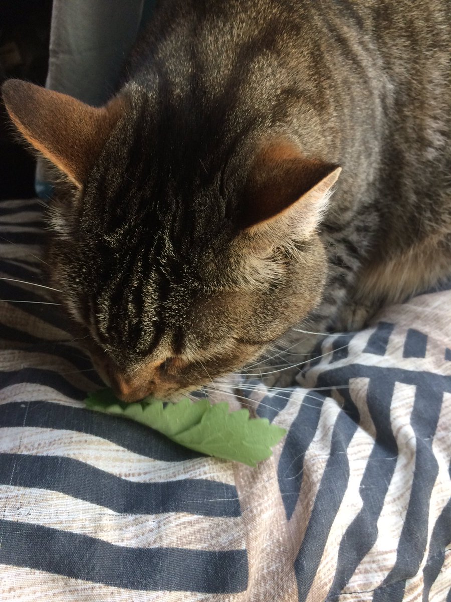 CrackForKitty's tweet image. Let the good times roll! Nothing beats fresh catnip! #crackforkitty #catnip #organiccatnip