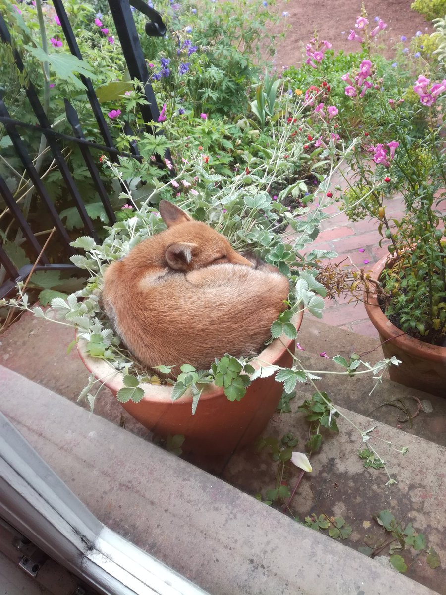 There's a fox in my flowerpot! Feels like a title from those classic Animal Ark kids books from the 90s. Completely adorable if slightly destructive. #Wildlife #Nature #SurpriseGuest