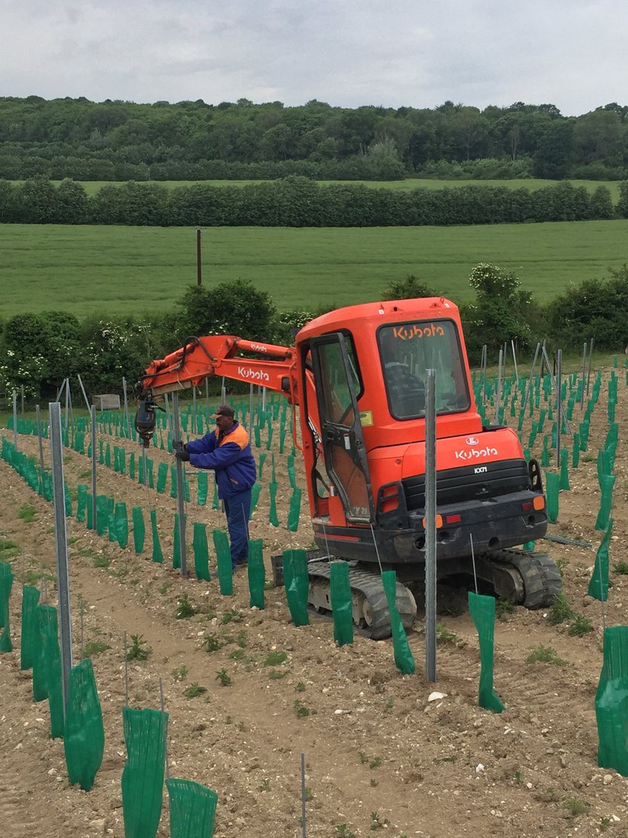 Stephen Skelton (@spskelton) on Twitter photo Trellising coming on at new @DomaineEvremond site. Trellising coming on at new @DomaineEvremond site.