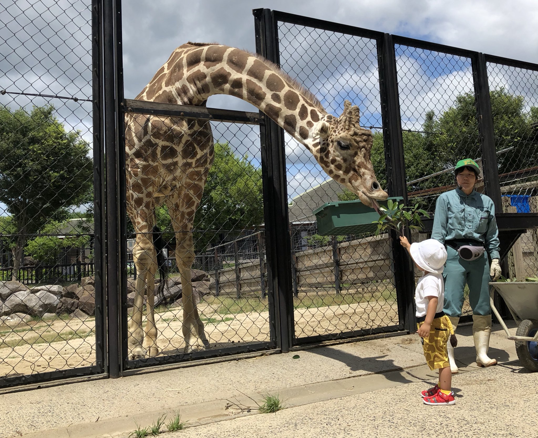 福山市立動物園 公式 キリンの餌やり体験 土 日 祝日の午後1 30から先着10組限定で開催中 今日はなんと 正装 キリン柄 での参加者が 福山市立動物園 キリン T Co Vnjq9ktsog Twitter
