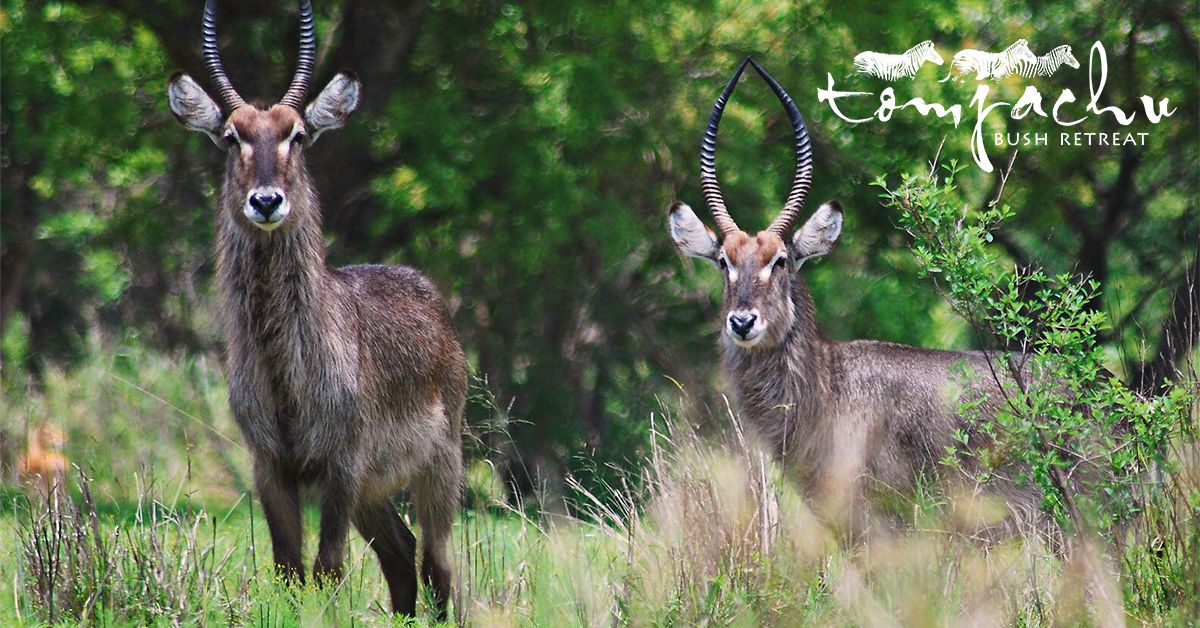 tomjachu's tweet photo. As humans, we find it very attractive if someone smells good, but It is the opposite for some of our antelope friends. The Waterbucks coats are covered with a waterproof, foul smelling oily secretion that helps them to find and attract a mate.
#waterbuck #antelope #tomjachu https://t.co/ZPLcc552nX