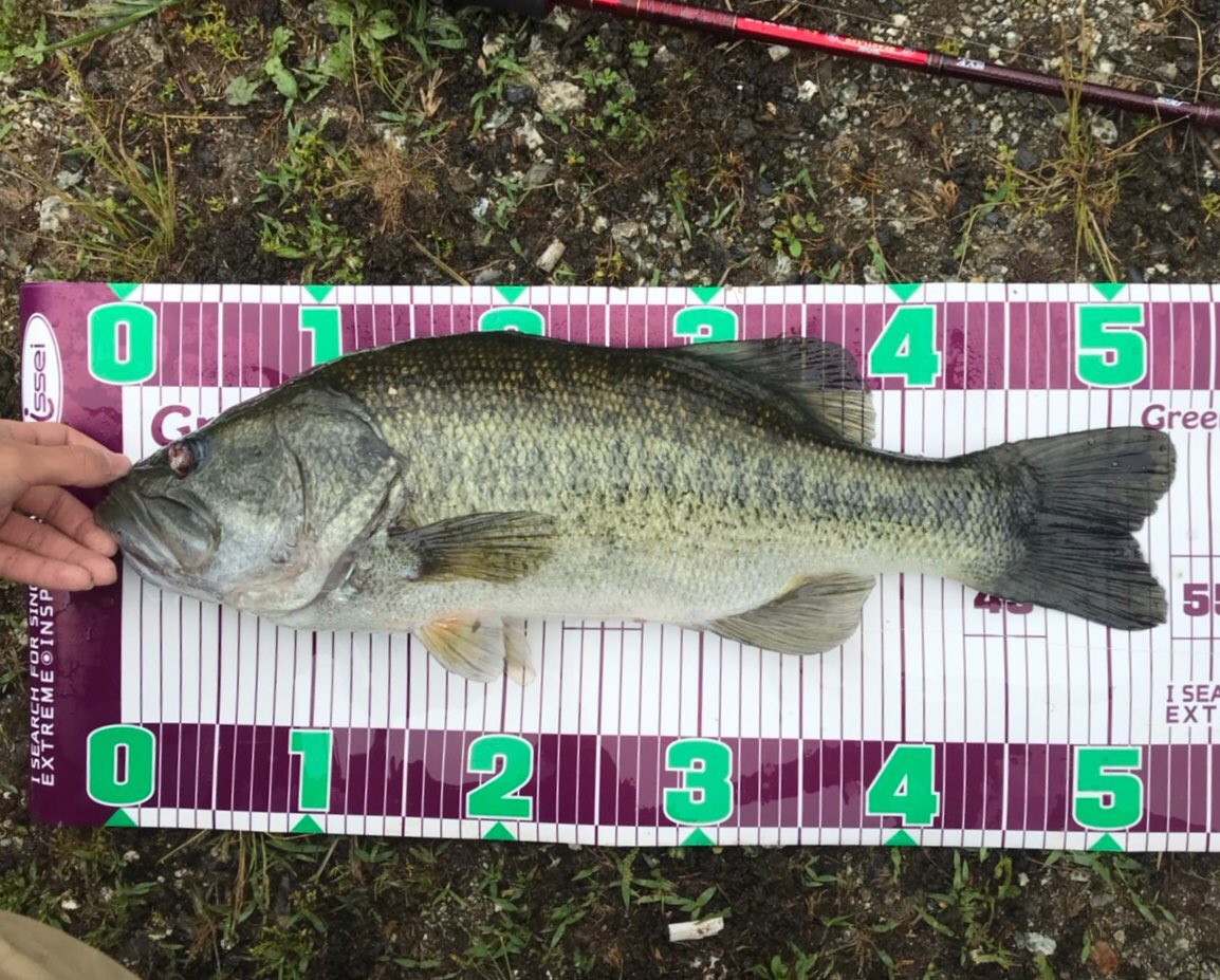 スパテン - Twitter Search / Twitter