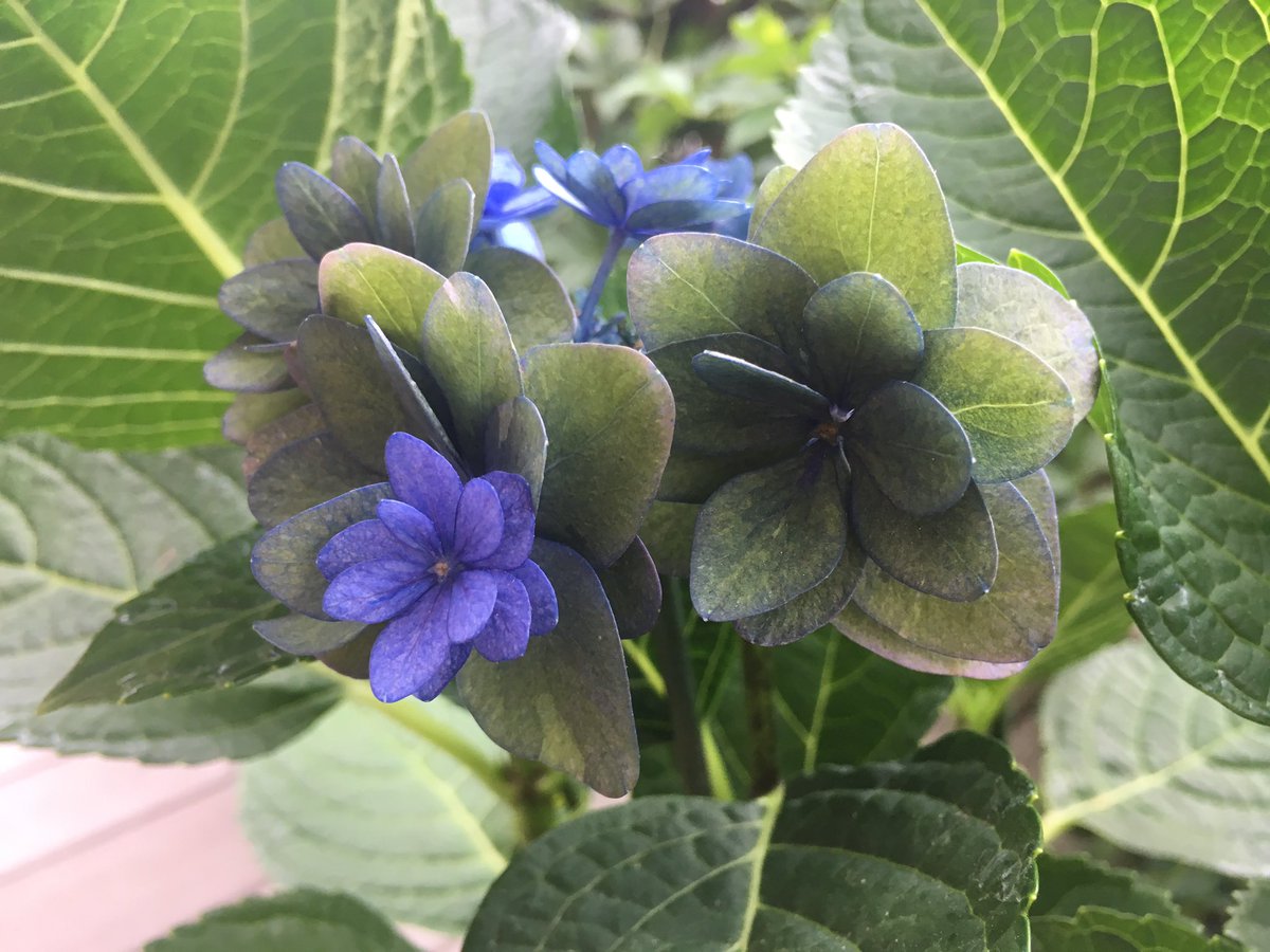 月光花 على تويتر 紫陽花に詳しい方 教えてください 花 がく から緑の花が 出てまた紫の花が 調べたら緑になるのは 病気って書いてあるのが 多いのですが 病気でしょうか 綺麗なのになぁ 紫陽花 緑の花