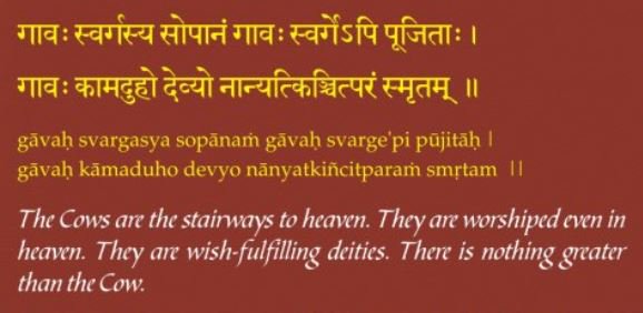 What next:Our apathy has given rise to this situation. We call Bharat a Hindu land but are not being able to save someone we consider equivalent to mother?Where has gone our पुरुषार्थ?Why should we tolerate someone who wants to kill & eat our mother?