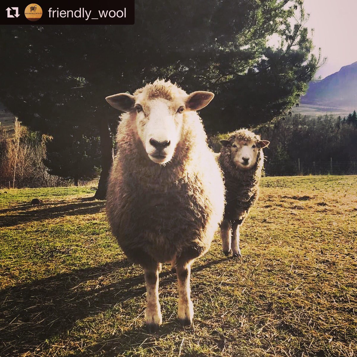 wfen's tweet photo. Happy International Knitting Day from https://t.co/PnulOL8jKA of Chilean Patagonia 🧶🐑♥️ Is your wool #predatorfriendly ? https://t.co/4PTIQ3wZwq