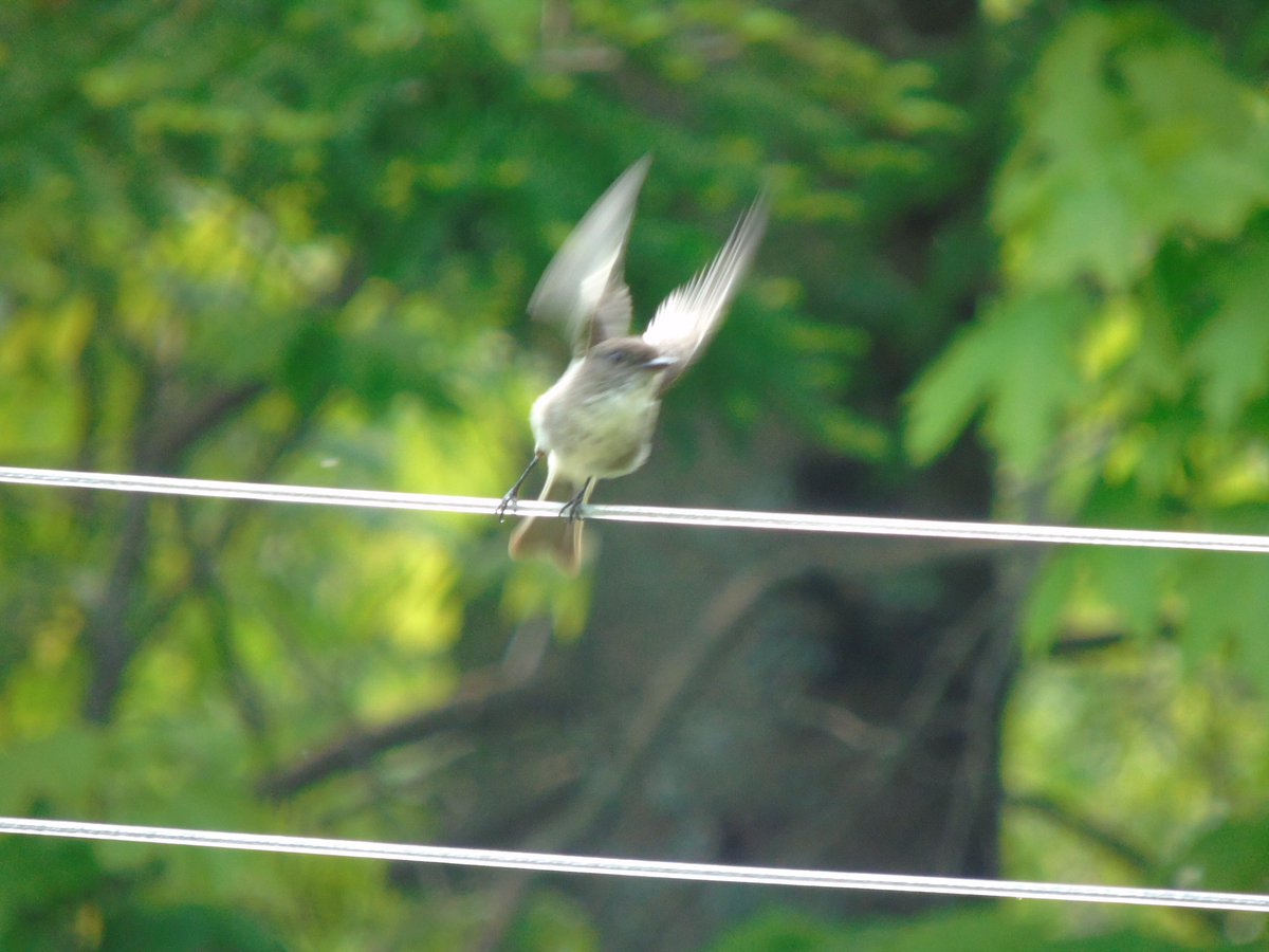 CatharineYogi's tweet photo. Good morning beautiful sunny #Saturday π This #flycatcher , a fun bird to watch in lift off, for the awesome bug buffet in the yard!
#Birds #Birding #Birdwatching #Birdphotography #BirdBuffet #BugBuffet #BirdTwitter π https://t.co/P83X2r7kkB