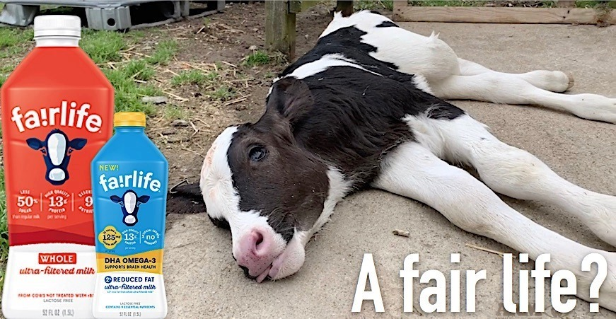 Is this a 'fair life'? Photo from FreeFromHarm (FB)
Dairy kills baby calves, as they have no 'use' in the industry. Often sold off as veal, dairy industry admits to the same. This ugly truth cannot soon be hidden, just like the sun and the moon.
#Vegan #GoVegan #DitchDairy
