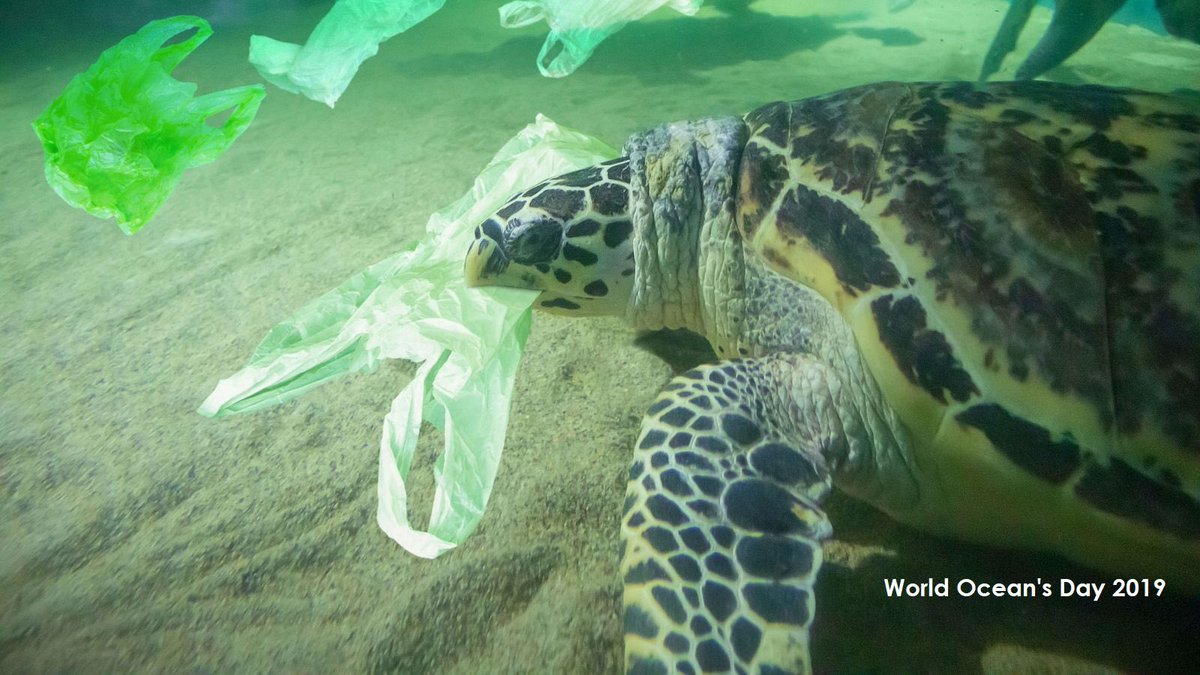 LifeAndStyle01's tweet photo. @worldoceansday The aim is to honour the oceans &amp; raise awareness about the challenges we face, including pollution &amp; climate change... 🐬🐢🦈🐟 #lifeandstyle #kindness #compassion #Oceans #plastic #plasticpollution #plasticfree #environment #nature #WorldOceansDay #BeTheChange https://t.co/OuXHG5leie