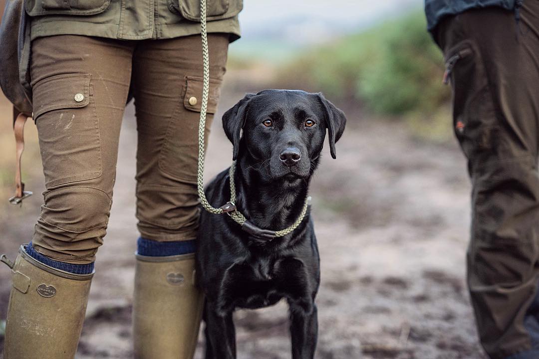 sporting_lodge's tweet photo. Patiently waiting... 
Photo Credit: @benteboeygard  
#gundogs #gundog #fielddogs #labrador #dogtraining #countrylife #countryliving #fieldsports #shooting #thesportinglodge #lechameau https://t.co/mHMeuxLtUF