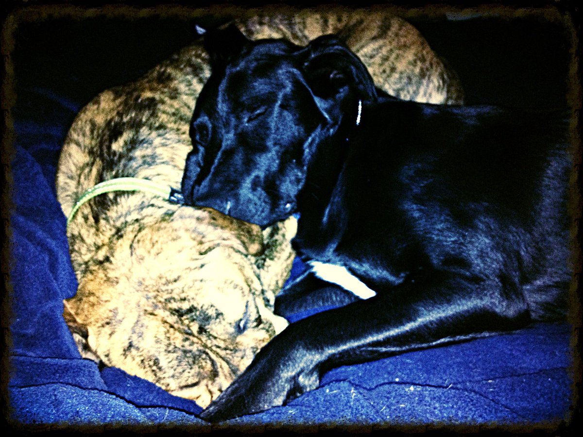 LSnuggler tweet picture