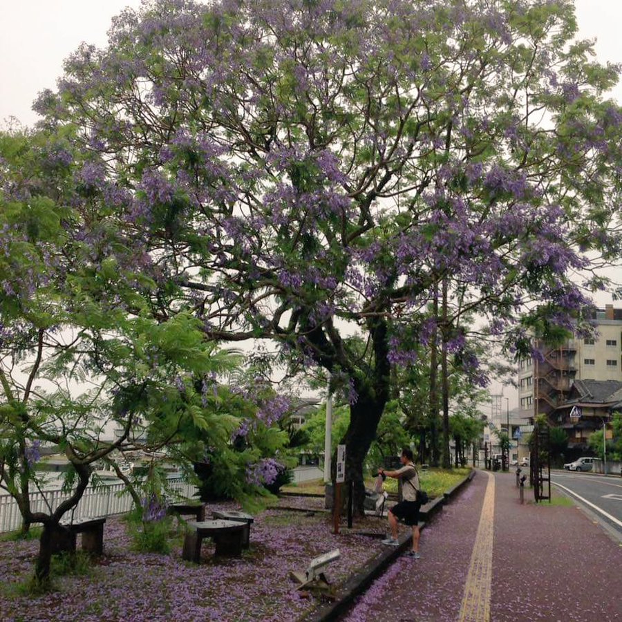 ジャカランダの花が見れるスポットはどこ 花言葉などの特徴もご紹介 2ページ目 Botanica
