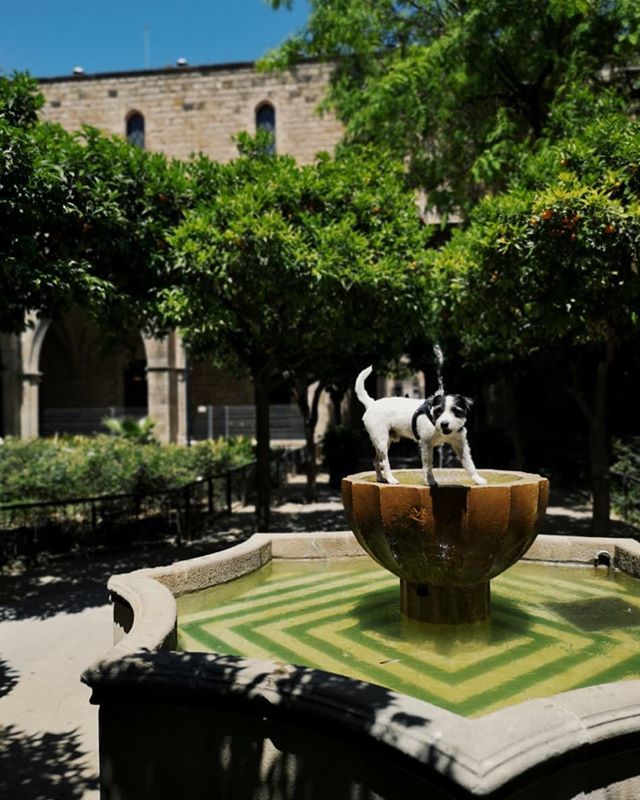 snifffingaround's tweet photo. Cabra 🐐
#sniffingaround #spain #barcelona #bcncity #raval #dogsarefamily #travelwithdogs #weeklyfluff #bestwoof #dogsofinstagram #goatsofinstagram #jrt #parsonrussellterrier https://t.co/FspCbPBnCm