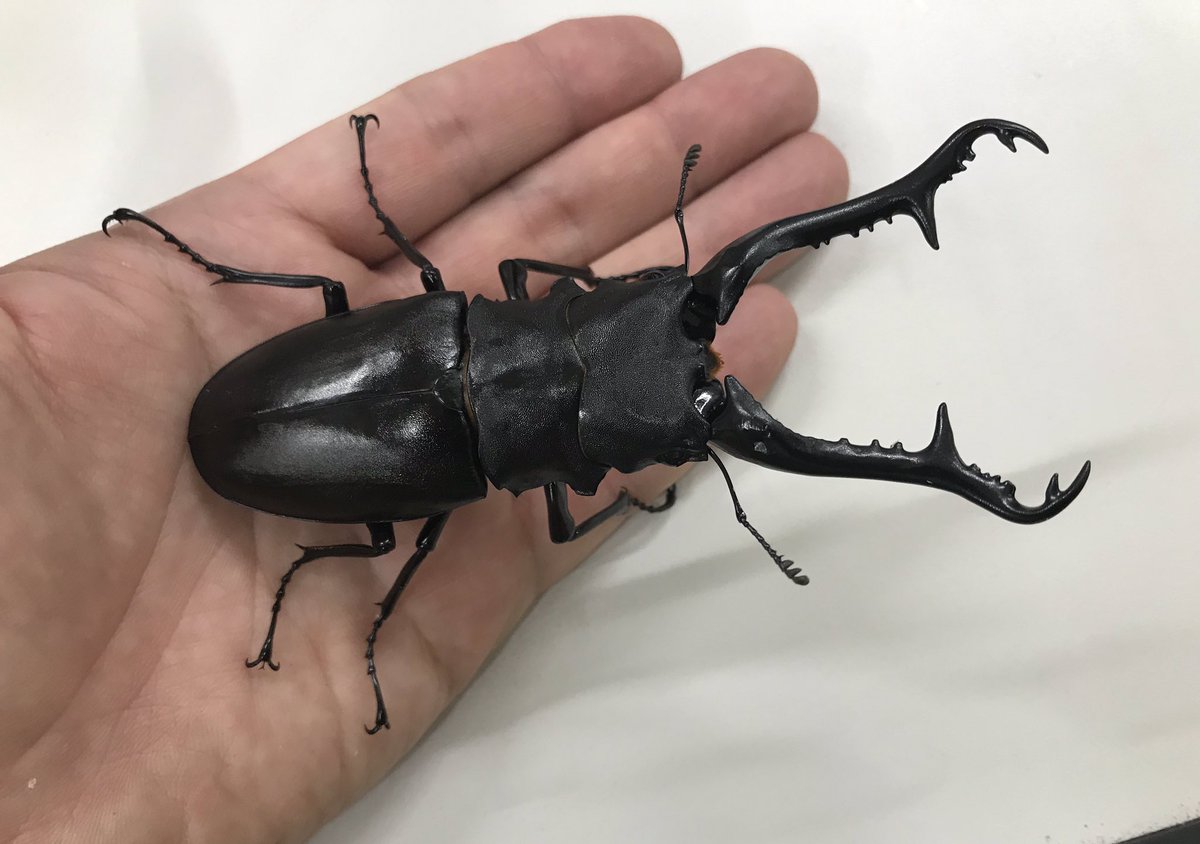 新着生体】 インドネシア・フローレス島産 ギラファノコギリクワガタ