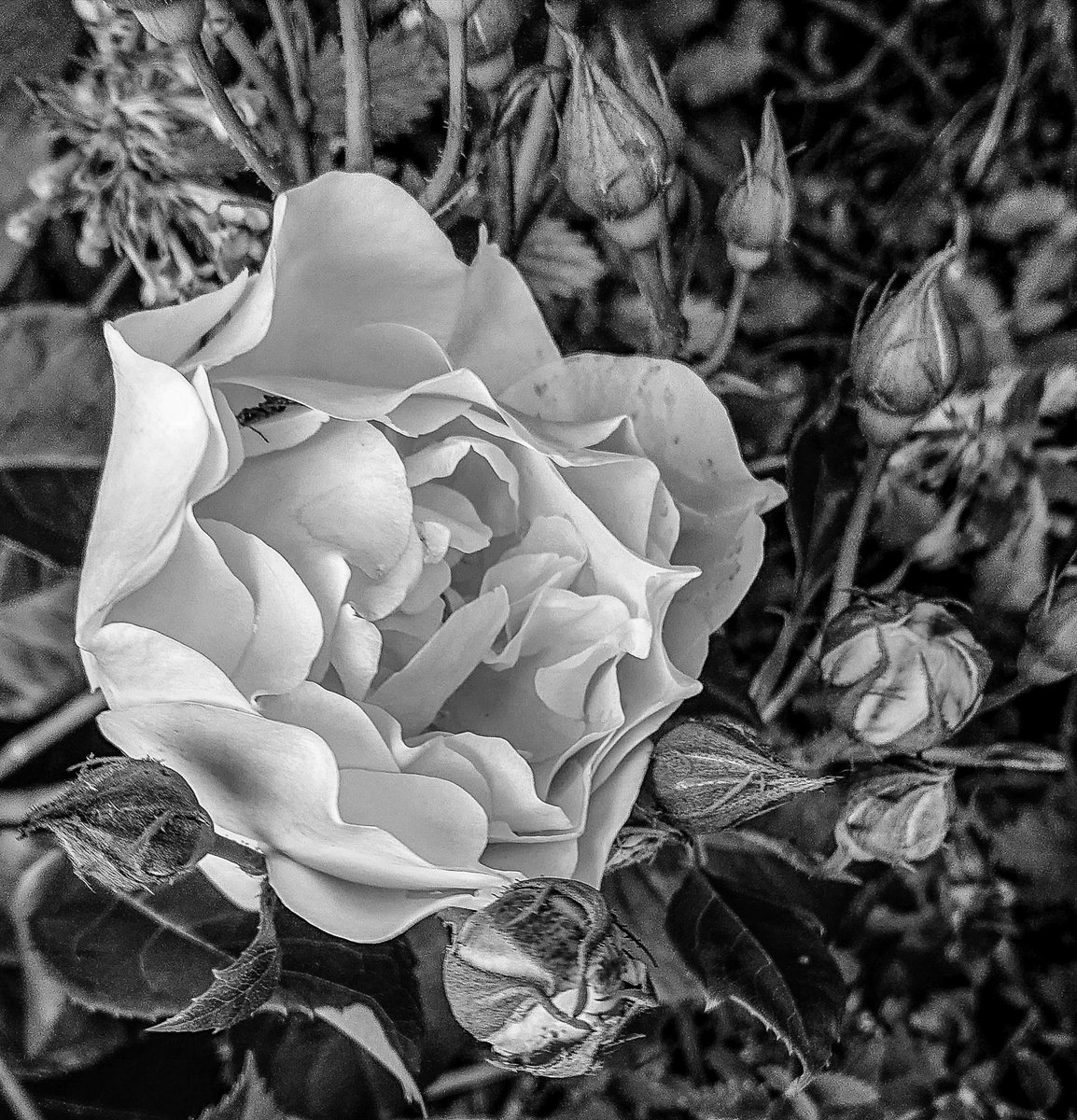 Black and white
#photofrommyheart