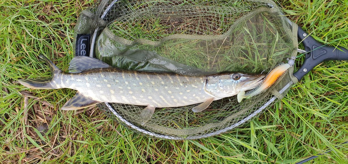 Mr_Feudal's tweet image. I finally landed the fish I have had the hardest time catching. I never tried hunting Pike, I love fly fishing for Brownies, but this was a thrill, not a monster but an achievement nonetheless #Pike #FishingScotland #FoxRage #SpikeyShad