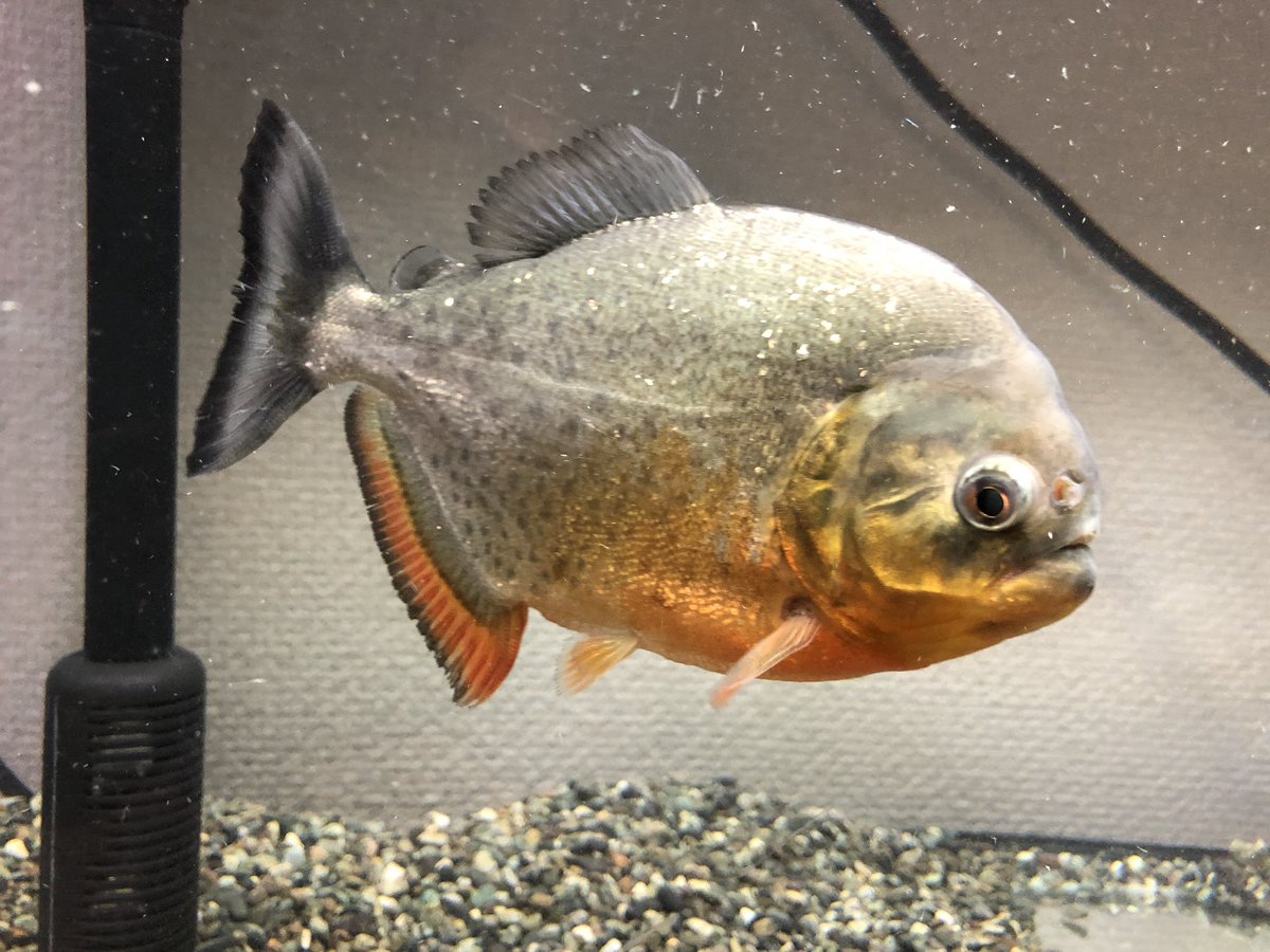 飼育員たんこ 綺麗になった レイアウトそろそろ凝りたい それは沖縄引っ越してからだな ピラニア ピラニアナッテリー 飼育員たんこ 綺麗になった レイアウトそろそろ凝りたい それは沖縄引っ越してからだな ピラニア ピラニアナッテリー