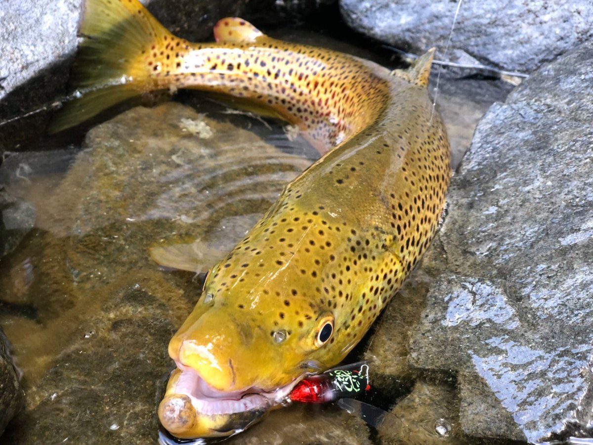 ティムコ トラウトフィッシング Sur Twitter 宮城のユーザー様よりの釣果報告 中禅寺湖遠征でタイニーシケイダーを使用して見事に60ブラウン セミの季節はまだまだ続きます ルアー タイニーシケイダー ジンジャーミンミン ロッド エンハンサーeh86ml