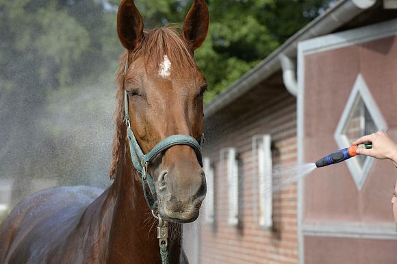 Eng_Equestrian tweet picture
