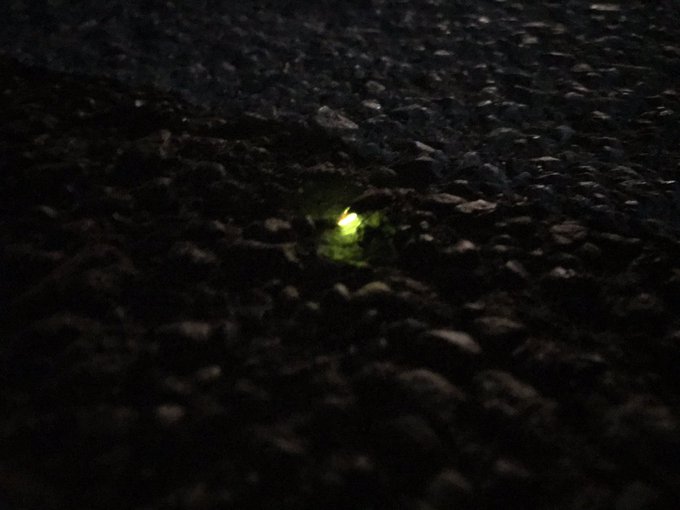 ホタルのtwitterイラスト検索結果 古い順