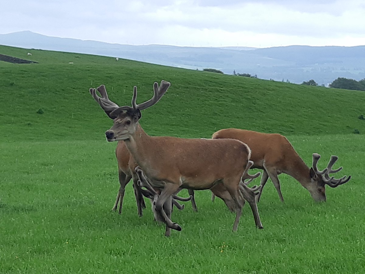 MarchantAndrew's tweet photo. These lads are looking forward to seeing everyone @OpenFarmSunday tomorrow! https://t.co/c3AeMiEErO