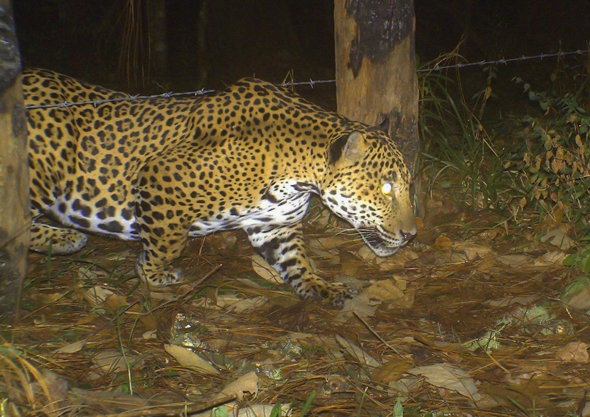papiringocamilo's tweet image. El jaguar es una especie clave que vive en los #BosquesTemplados de la #RB Sierra de #Manantlan y Vigilantes comunitarios de Barranca la Naranjera lo protegen a través de acciones de manejo de su habitat, esta es una de sus fotos!!