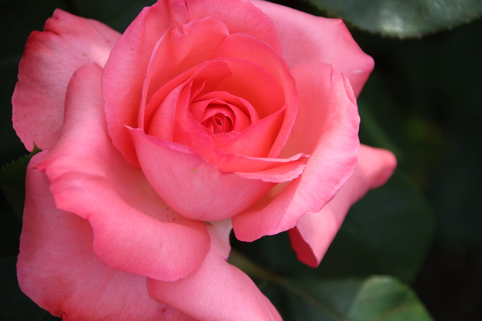 いそ華 ピンクパンサーと言えば誰でも知っているテーマ曲やクルーゾー警部を生み出した映画史に残るコメディ映画 ピンクパンサー シリーズ を思い浮かべますが バラにもピンクパンサーというバラがあります 鮮やかなピンク色の花びらが本当に美しいバラ