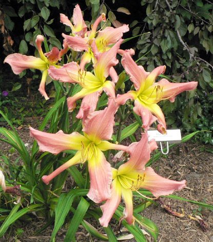 Bloom season is starting here at <a href="/SDaylilies/">Strictly Daylilies</a>