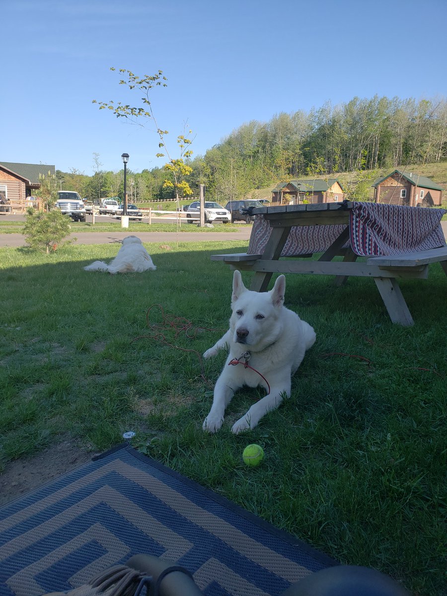 Crazy Face (@crazyfacedog) on Twitter photo I camps... my pics would be nices but there sophie butts <a href="/grpyreneessophi/">Sophie Great Pyrenees</a> #rescuedog #dogsoftwitter #dogs #greatpyrenees I camps... my pics would be nices but there sophie butts <a href="/grpyreneessophi/">Sophie Great Pyrenees</a> #rescuedog #dogsoftwitter #dogs #greatpyrenees