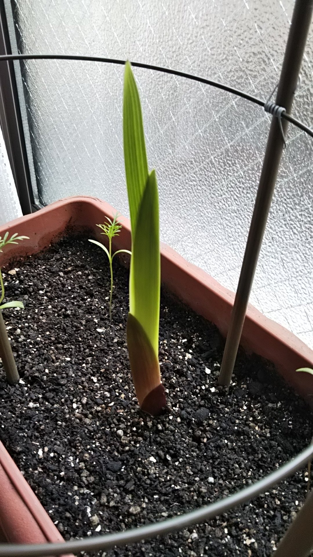 押し花雑貨 Nago グラジオラス は支柱の意味が無くなるほど伸びています 笑 もうそろそろ花芽が出てきそうかな T Co Vawfxjlqcw Twitter