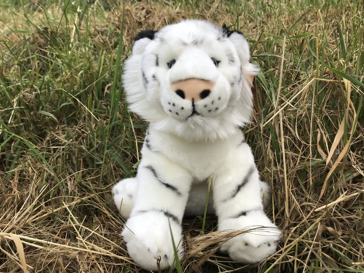 🚨#FreebieFriday 🚨

To celebrate Buster's birthday this weekend, we're giving away this cute soft toy!

Follow &amp; RT to enter

ENDS 17/6/19

#Win #Freebie #Competition