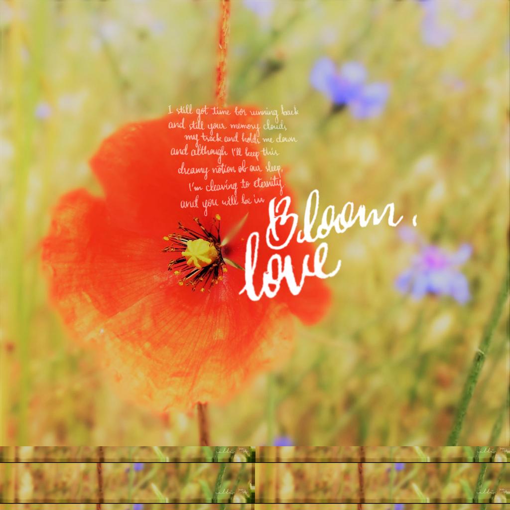 P__10_'s tweet photo. the flower , LEO (feat. Maximilian Hecker)

#캘리 #팦_캘리 #maxwoon https://t.co/cwEl4rl3dW