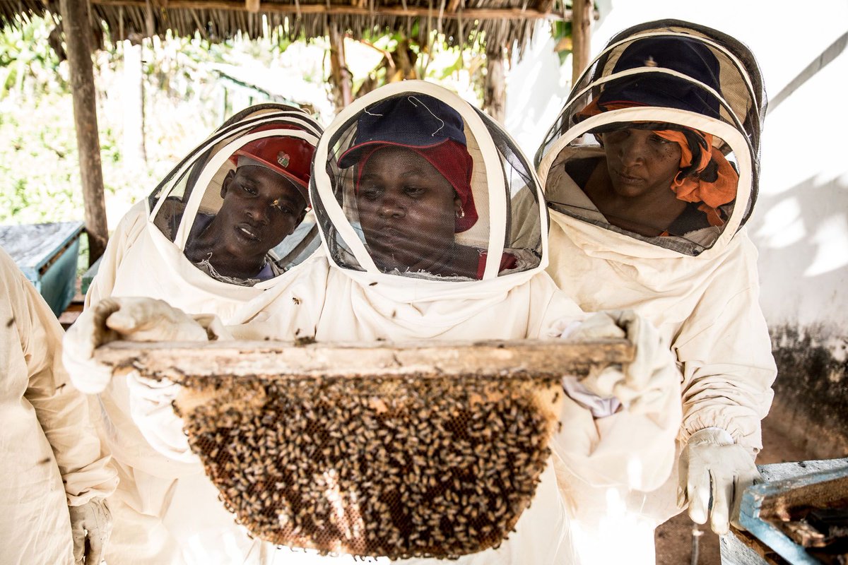BarefootCollege's tweet photo. How have honey livelihoods helped the women of Zanzibar?
Offering villagers an easy method of making money, Barefoot's beekeeping curriculum also teaches locals how to work sustainably and harmoniously with the environment.
#zanzibar #Bbarefoot #beeMamas
https://t.co/dHNRT2zyUM https://t.co/jT7OKc3c8U