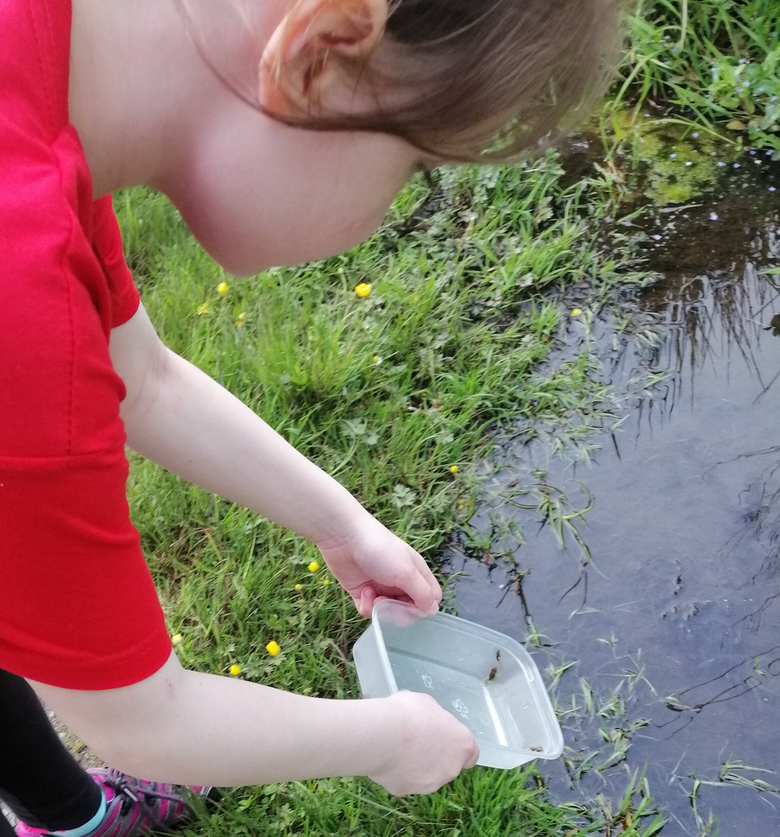 AHWLife's tweet photo. Day 7 of #30DaysWild and we released 5 more froglets! Grand total of 38 now! 😊🐸 They are so freaking cute! https://t.co/uOxWhCPnOo