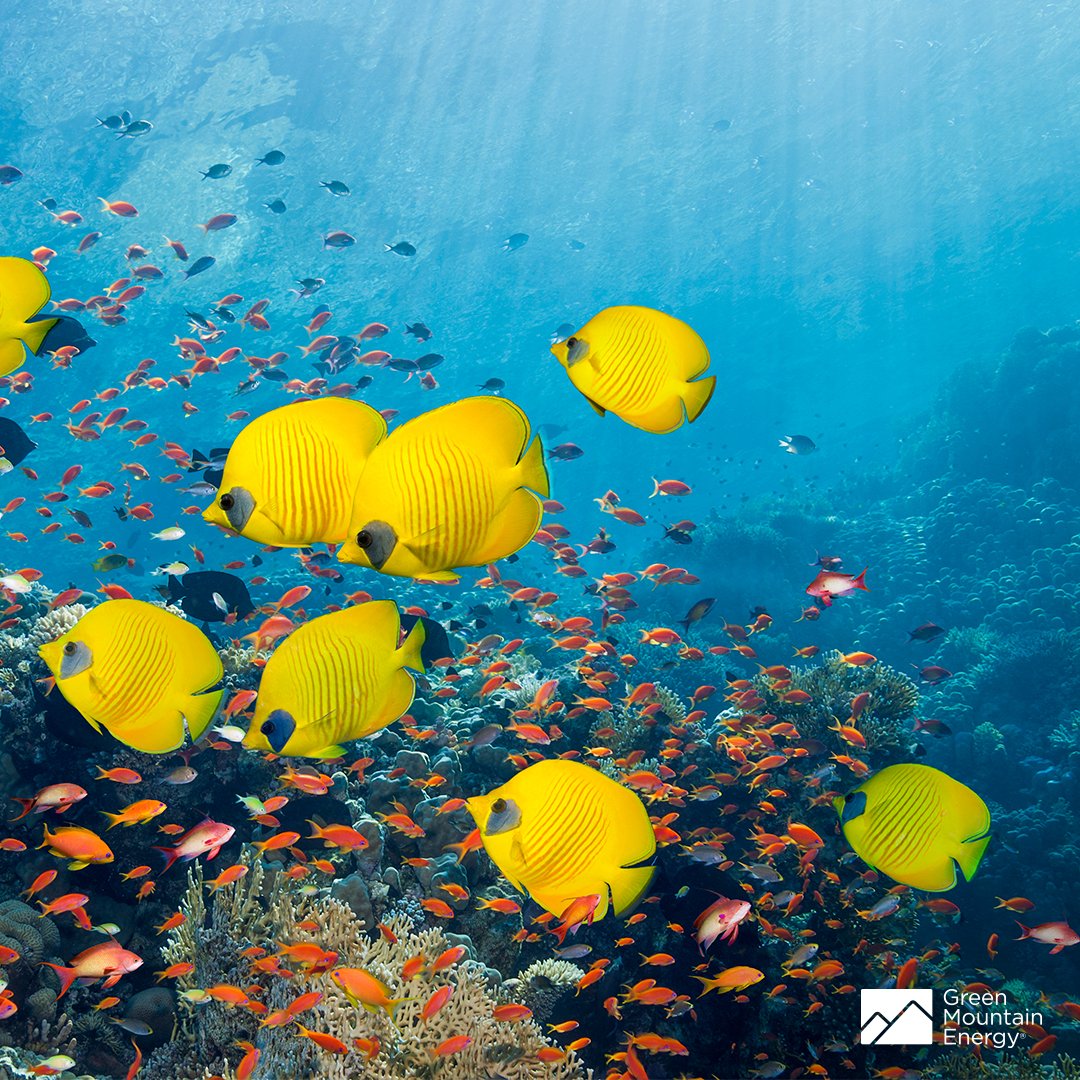 Green Mountain Energy tweet media