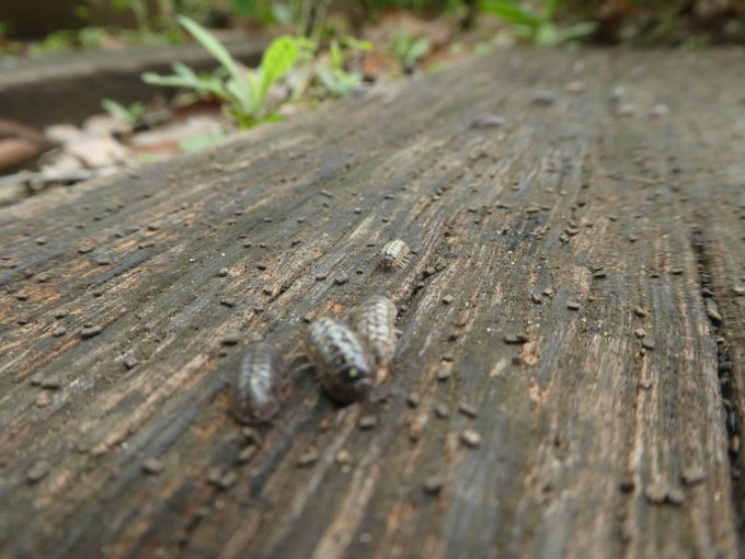 閲覧注意 ダンゴムシが家の近くで大量発生してるので 他所はどうかな