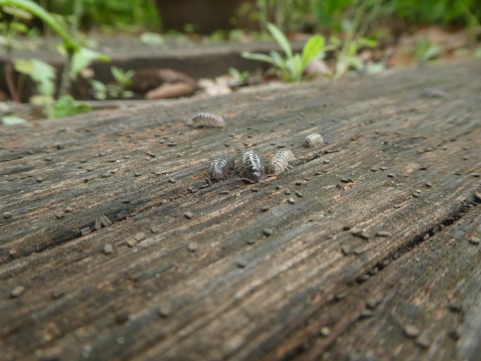 閲覧注意 ダンゴムシが家の近くで大量発生してるので 他所はどうかな