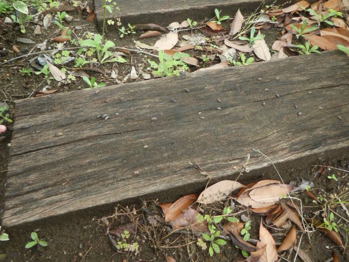 閲覧注意 ダンゴムシが家の近くで大量発生してるので 他所はどうかな