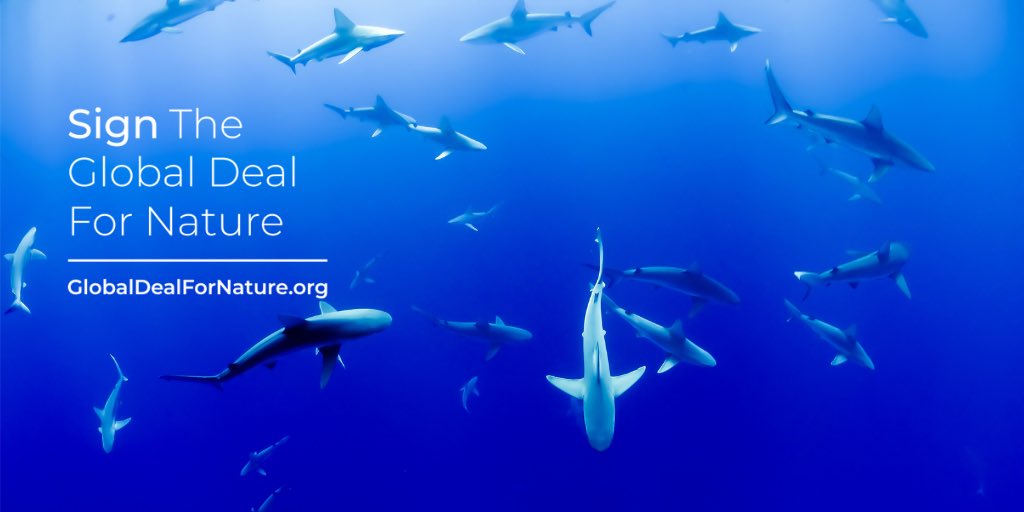 Studies show that 35-50% of the ocean must be protected to meet biodiversity protection and sustainability goals. Only 2% of the world’s ocean is currently in fully to high protected marine reserves. On this #WorldOceansDay sign the #GlobalDealForNature: globaldealfornature.org.