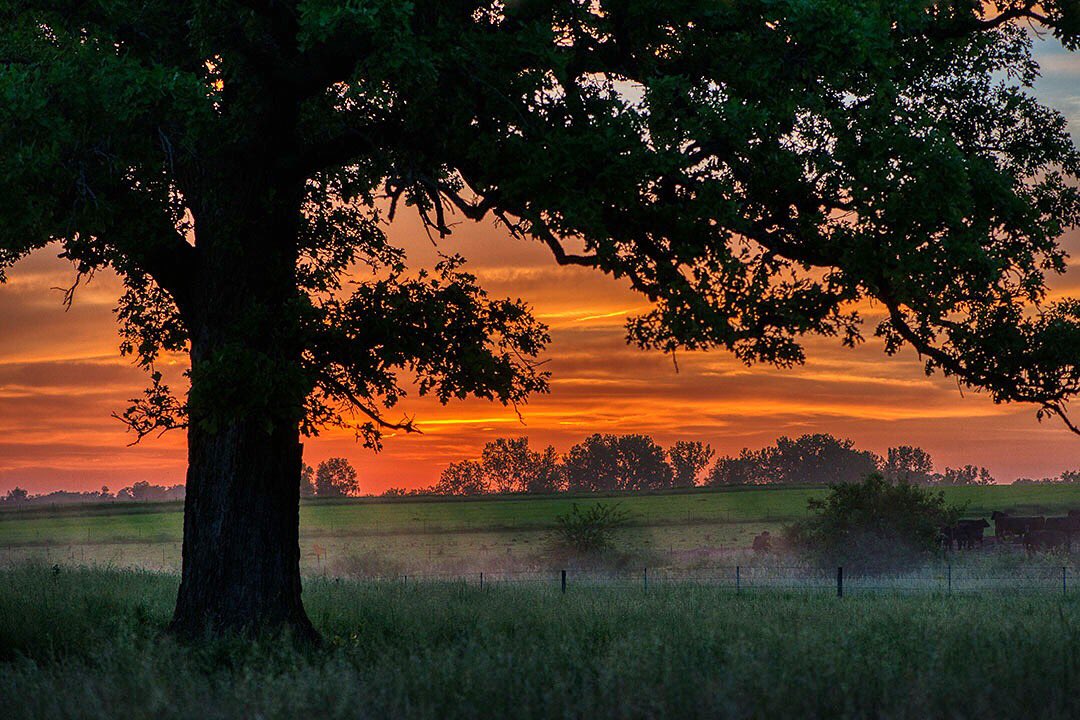 Sunset along a dusty road in Cedar County. #ThisisIowa #landscapephotography #nikonphotography