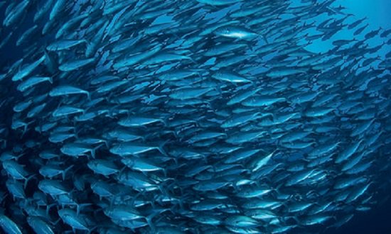 unep_espanol's tweet photo. 🐳🐙 ¡Feliz #DíaMundialDeLosOcéanos!

Los océanos ocupan 70% de nuestro 🌎.  Pero sólo 3% está libre de la presión humana.

El cambio climático, la sobrepesca y la contaminación amenazan la extraordinaria vida marina.  ¡Urge protegerla! https://t.co/9mtW3aIbjA
