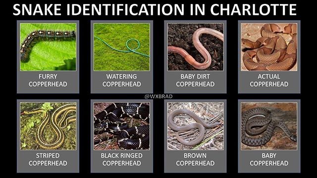 blockmomnc's tweet image. Here in NC lol #snakesarebusy #nomoreflipflops #poisoncontrol bit.ly/2wIHWBu