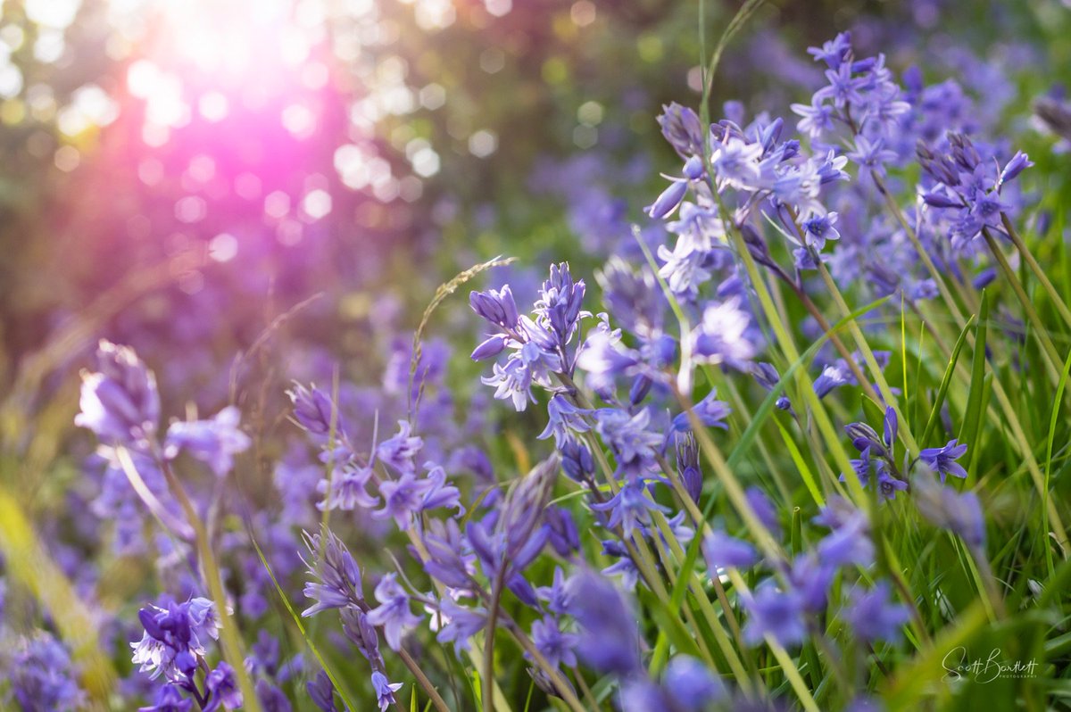 scottbphotouk's tweet photo. So, a thing happened: I came runner-up (one of two) in a photo competition run by the camera brand I use! The competition theme was 'Spring'. Go me! https://t.co/9GGrS0E0jF