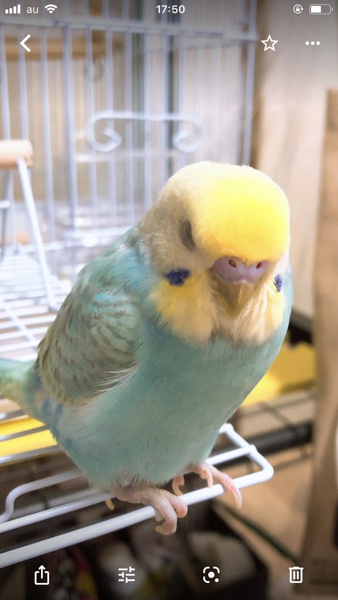 RAY48129500's tweet photo. インコ探しています。
京都市中京区で６月５日に行方が分からなくなりました。何の手がかりもなく、何をしていても(´°̥̥̥̥̥̥̥̥ω°̥̥̥̥̥̥̥̥｀)…
チトのほうが辛い思いをしているので泣いてる場合ではないですね。
帰ってくると信じて頑張ります。
保護していただけたら中京警察署西ノ京交番までm(_ _)m https://t.co/u8cs9TFZ0t