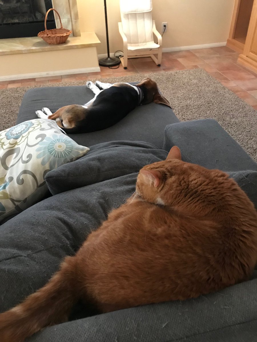 undeadpaulbales's tweet photo. Happy Fucking Caturday! https://t.co/xK3VyRqZBj