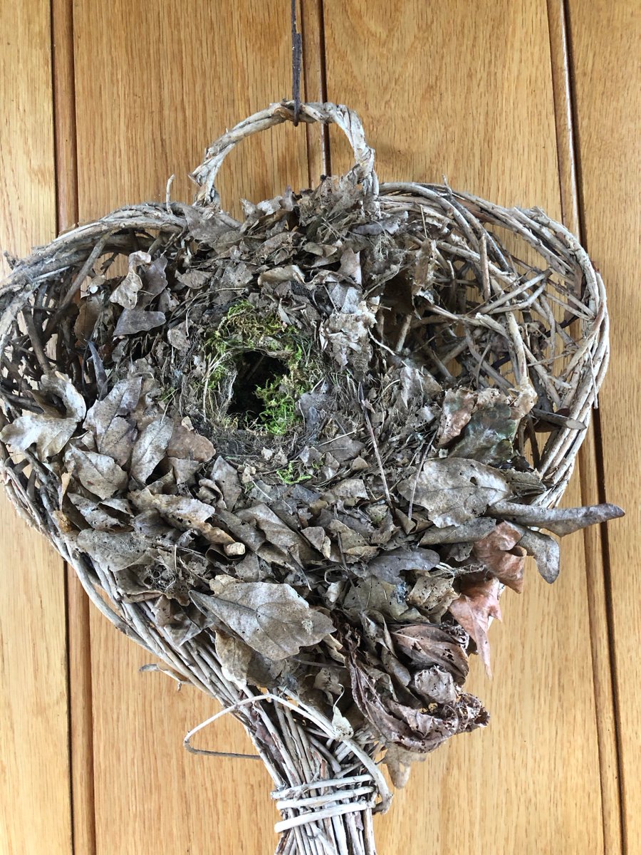 We thought it was just a nice decoration for the back door...but a little robin has decided it would make a lovely home! I love how he's accessorised his front door in green! #Springwatch <a href="/BBCSpringwatch/">BBC Springwatch</a>