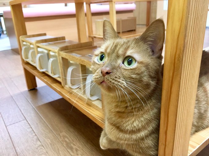 猫カフェちぐらのtwitterイラスト検索結果 古い順 猫カフェちぐらのtwitterイラスト検索結果 古い順