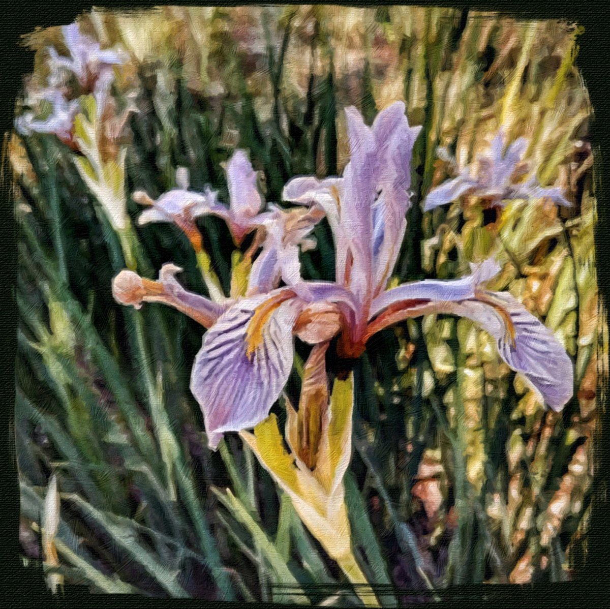 nazstuff's tweet image. Every spring after the night frosts have passed, when underground water is fluid and sunlight is ample our local “Blue Flag” wild iris blooms in great gatherings in local meadows that have removed snow melt for centuries. Purple jewels on my Day Hike azdayhiker.com