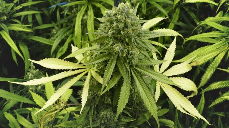 SteveTransform's tweet image. PM contenders &amp;amp; max prison sentences for confessed crimes:

Johnson/Gove
 COCAINE &amp;gt; 7yrs

Stewart 
OPIUM &amp;gt; 7yrs 

Raab/Hunt/Leadsome
 CANNABIS &amp;gt; 5yrs

....

Criminal records &amp;gt; 0

Total prison time &amp;gt; 0 

Hypocrits who back criminalisation of other pple who use drugs
 &amp;gt; ALL OF THEM