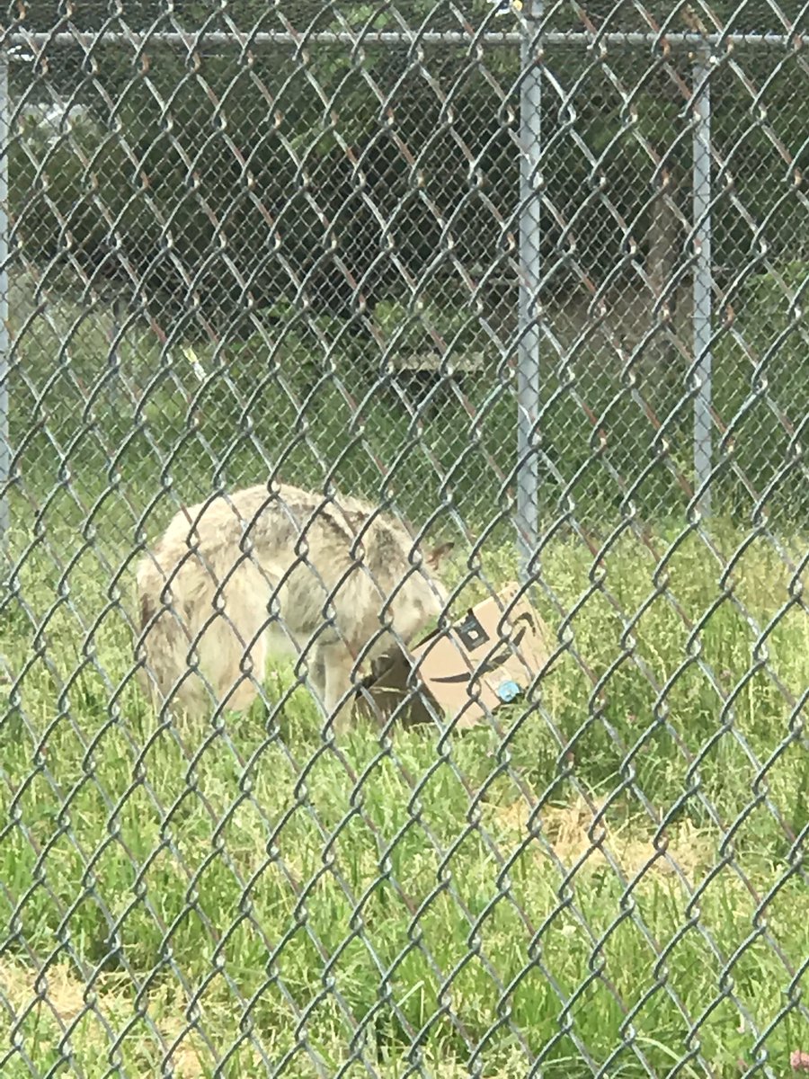 MrsMcCrearyMHS's tweet photo. Summer SAE students took a field trip to Wolf Park today! We got to see some really cool animals and make enrichment items for them to play with. #learninginthesummer #BeMooreEngaging https://t.co/Gwqy1fifDD